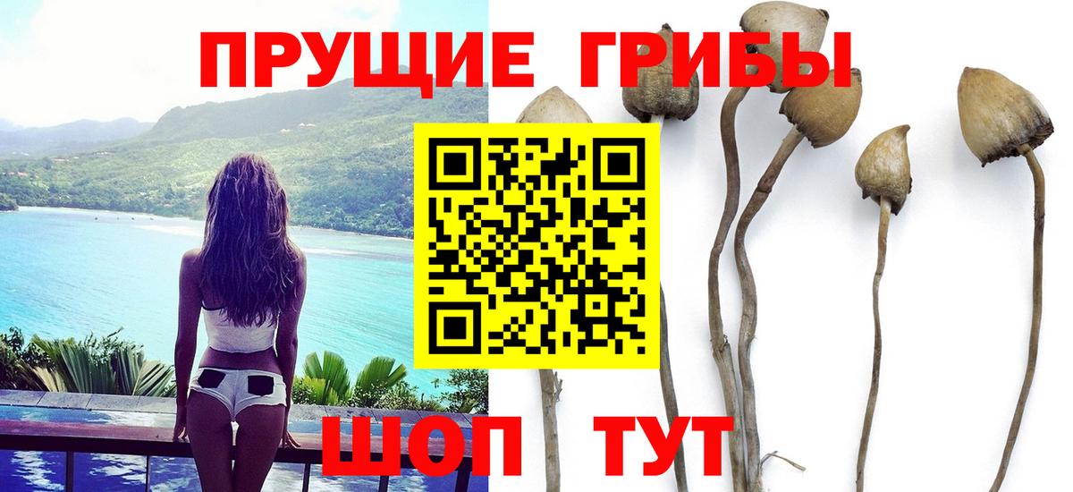 Галлюциногенные грибы Psilocybe Камень-на-Оби